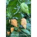 Carolina Reaper x Peach Bhut Jami Pepper Seeds Carolina Reaper x Peach Bhut Jami Pepper Seeds