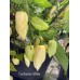 Carbonero White Pepper Seeds