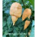 Carolina Reaper x Peach Bhut Jami Pepper Seeds Carolina Reaper x Peach Bhut Jami Pepper Seeds