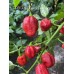 7-Pot Bubble Gum x Tigers Teeth Pepper Seeds 