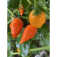 Jammy Pepper Seeds