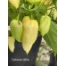 Carbonero White Pepper Seeds