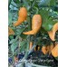 Carolina Reaper Orange Carrot Pepper Seeds Carolina Reaper Orange Carrot Pepper Seeds
