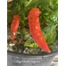 Jays Ghost Cayenne Pepper Seeds 