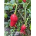 7-Pot Bubble Gum x Apocalypse Scorpion Red Pepper Seeds 7-Pot Bubble Gum x Apocalypse Scorpion Red Pepper Seeds