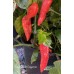 Jays Ghost Cayenne Pepper Seeds 
