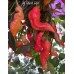 Aji Ghost Red Pepper Seeds 