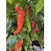 Jays Ghost Cayenne Pepper Seeds 