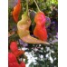 Aji Ghost Red Pepper Seeds 