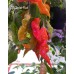 Aji Ghost Red Pepper Seeds 