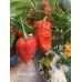 Bhutlah Red Pepper Seeds 