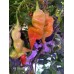 Aji Ghost Red Pepper Seeds 