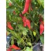 Jays Ghost Cayenne Pepper Seeds 