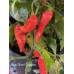 Jays Ghost Cayenne Pepper Seeds 
