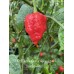 7-Pot Bubble Gum x Apocalypse Scorpion Red Pepper Seeds 7-Pot Bubble Gum x Apocalypse Scorpion Red Pepper Seeds