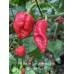 7-Pot Bubble Gum x Apocalypse Scorpion Red Pepper Seeds 7-Pot Bubble Gum x Apocalypse Scorpion Red Pepper Seeds
