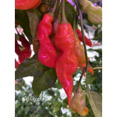 Aji Ghost Red Pepper Seeds 