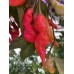 Aji Ghost Red Pepper Seeds 