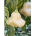 Aji Fantasy White Pepper Seeds 