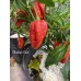 Bhutlah Red Pepper Seeds 