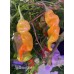 Aji Ghost Red Pepper Seeds 
