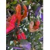 Aji Ghost Red Pepper Seeds 