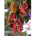 Aji Ghost Red Pepper Seeds 