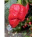 7-Pot Mama Gum Red Pepper Seeds 