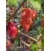 Datil Red Pepper Seeds