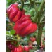 Habanero Ugandan Red Pepper Seeds Habanero Ugandan Red Pepper Seeds