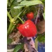 Aji Piquante Pepper Seeds 