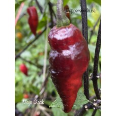 Mojo Black Pepper Seeds 
