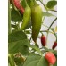 Large Pequin Pepper Seeds 