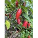 Mojo Black Pepper Seeds 