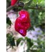 Datil Red Pepper Seeds