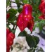 Datil Red Pepper Seeds
