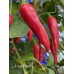 Large Pequin Pepper Seeds 