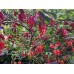 Datil Red Pepper Seeds