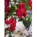 Datil Red Pepper Seeds