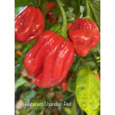 Habanero Ugandan Red Pepper Seeds Habanero Ugandan Red Pepper Seeds