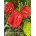 Habanero Ugandan Red Pepper Seeds Habanero Ugandan Red Pepper Seeds