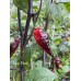 Mojo Black Pepper Seeds 