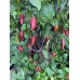 Mojo Black Pepper Seeds 