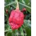 7-Pot Mama Gum Red Pepper Seeds 