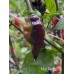Mojo Black Pepper Seeds 