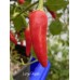 Large Pequin Pepper Seeds 