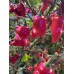 Datil Red Pepper Seeds