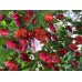 Datil Red Pepper Seeds