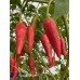 Large Pequin Pepper Seeds 