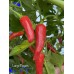 Large Pequin Pepper Seeds 